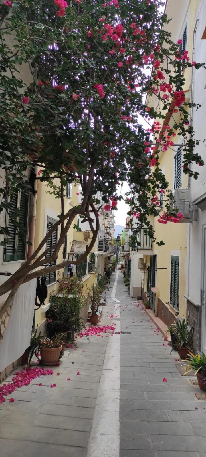 La Casa Rosa Di Giulia Villa Ischia Dış mekan fotoğraf